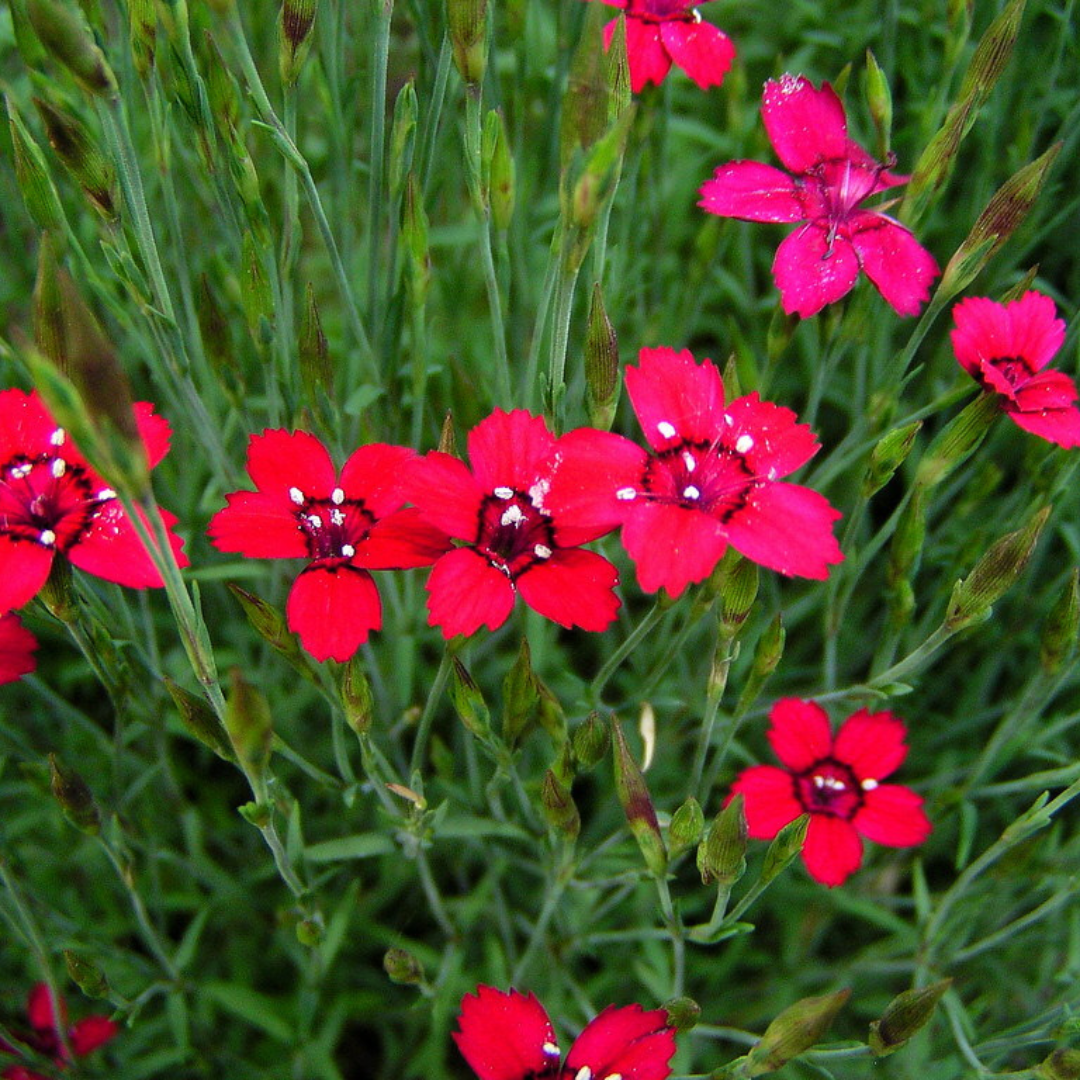 Dianthus deltoides 'Flashing Light'