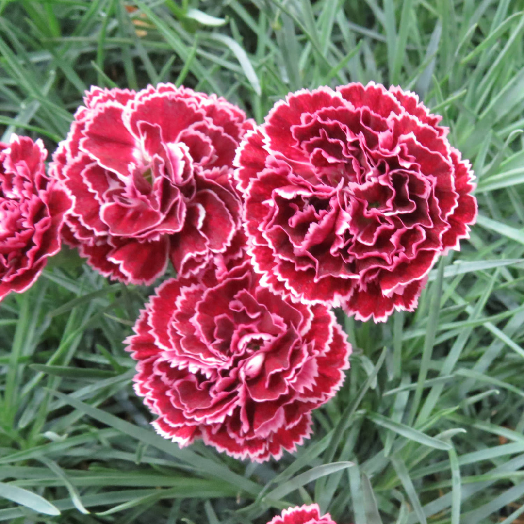 Dianthus hybrid 'Fruit Punch Black Cherry Frost'