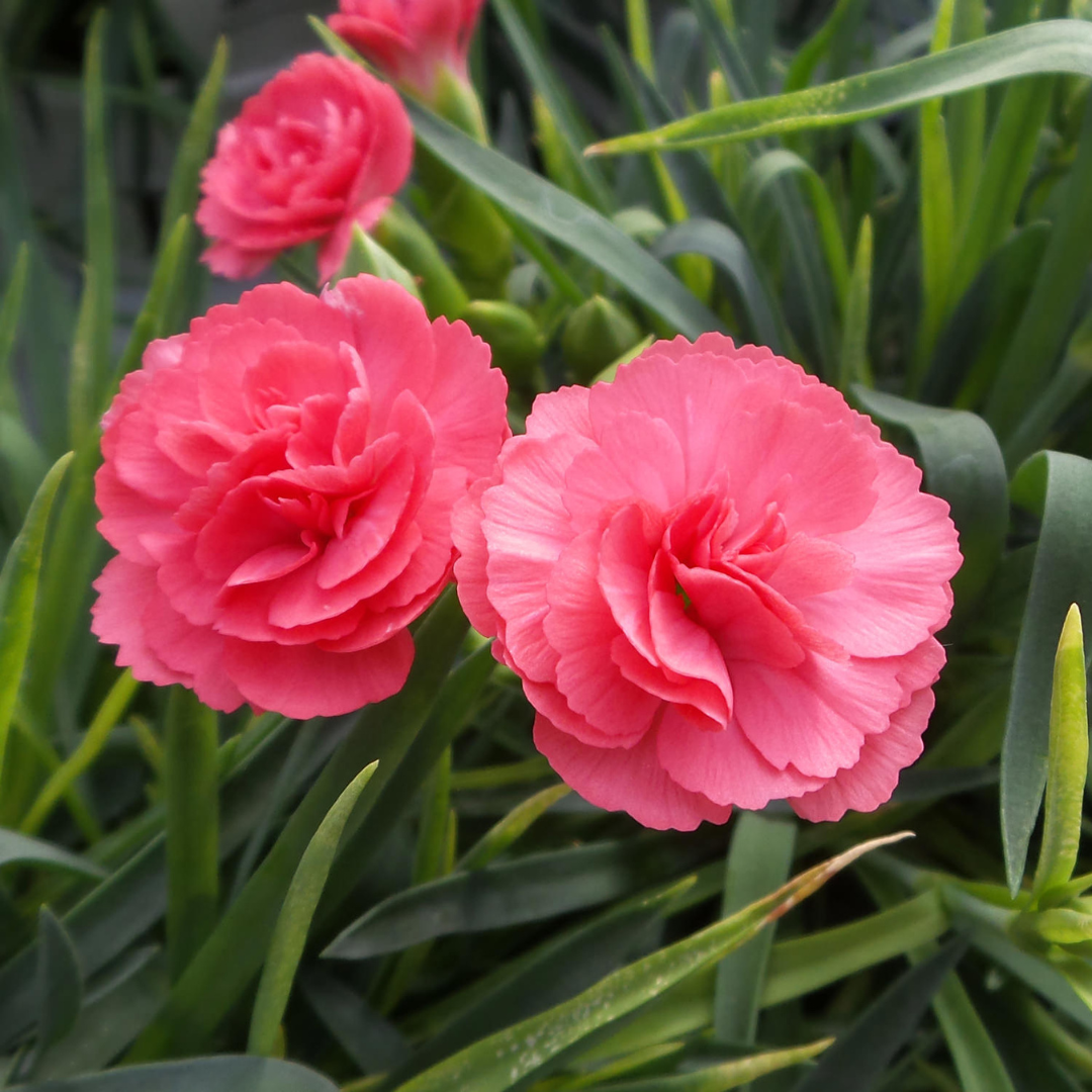 Dianthus hybrid 'Fruit Punch Classic Coral'