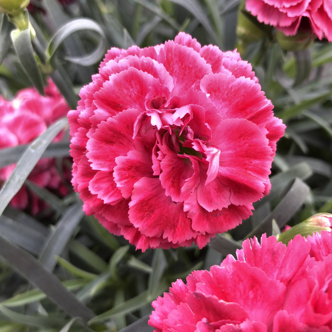 Dianthus hybrid 'Fruit Punch Raspberry Ruffles'