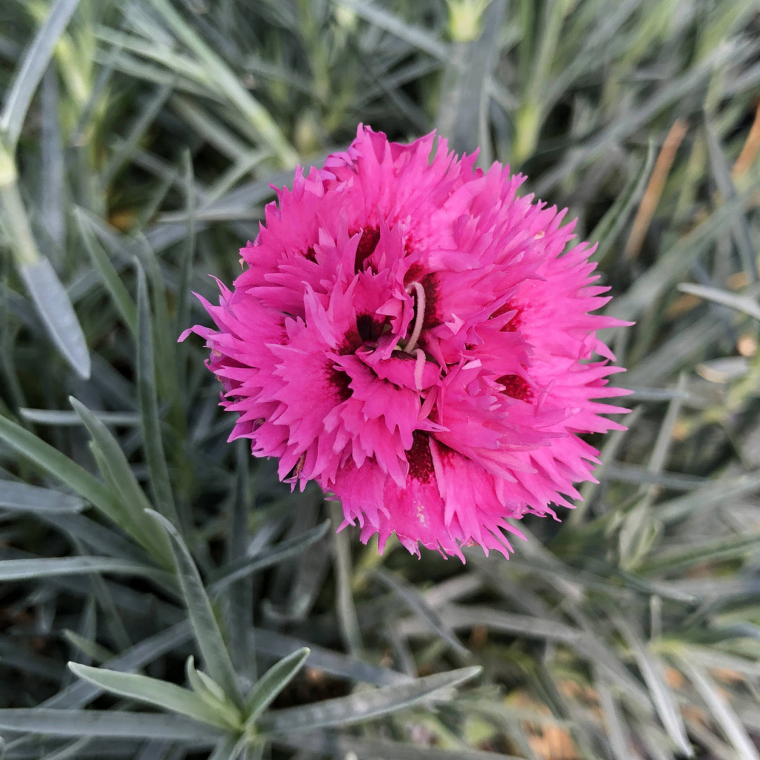 Dianthus hybrid 'Fruit Punch Spiked Punch'