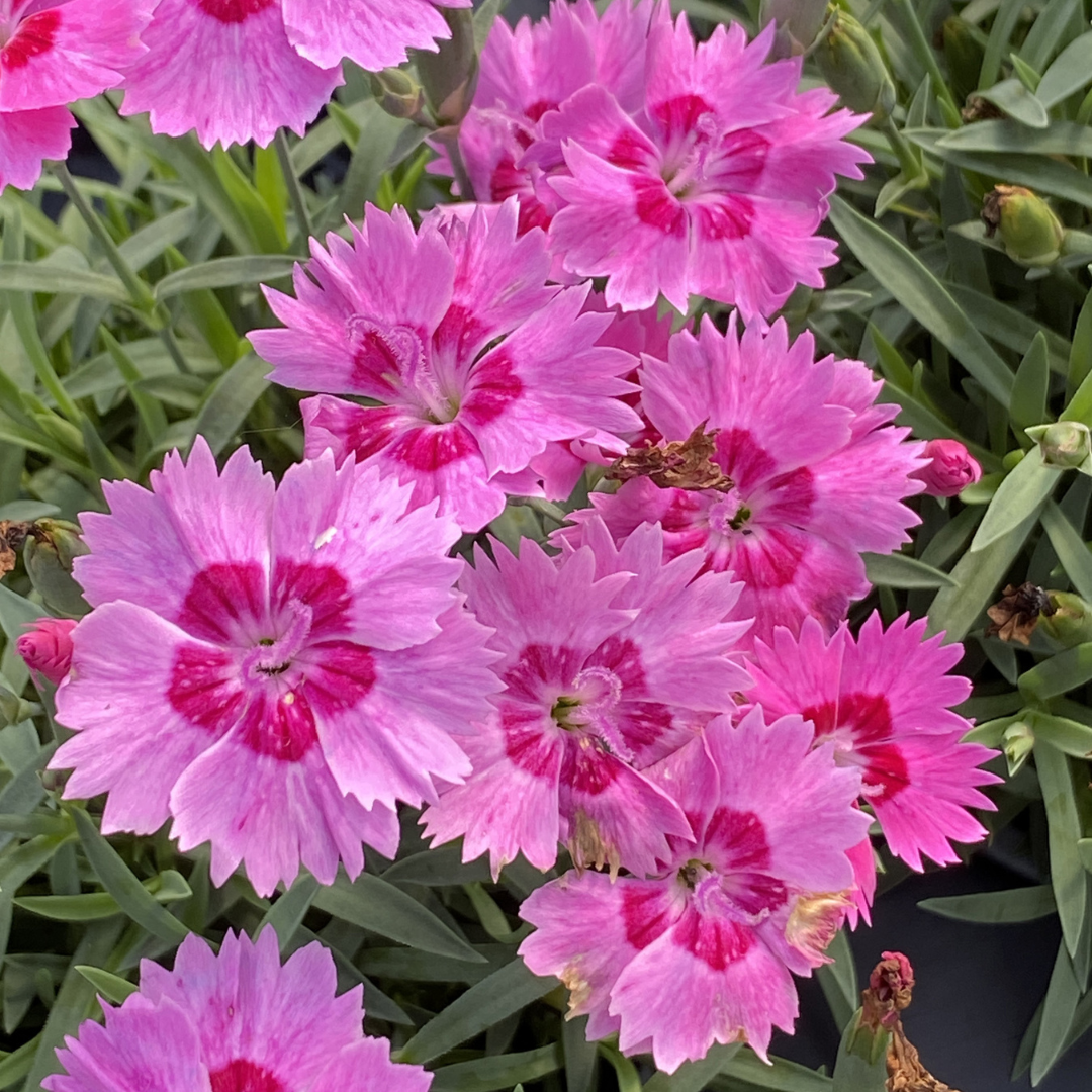 Dianthus hybrid 'Paint the Town Fancy'