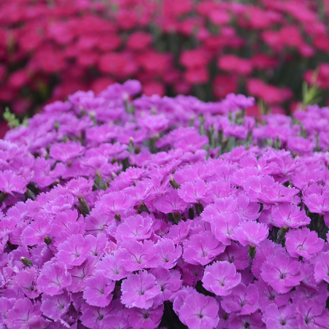 Dianthus hybrid 'Paint the Town Fuchsia'