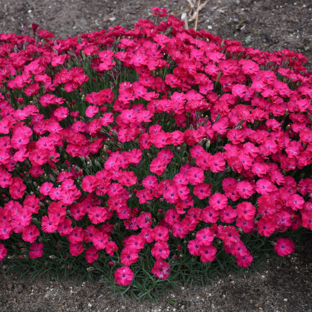 Dianthus hybrid 'Paint the Town Red'