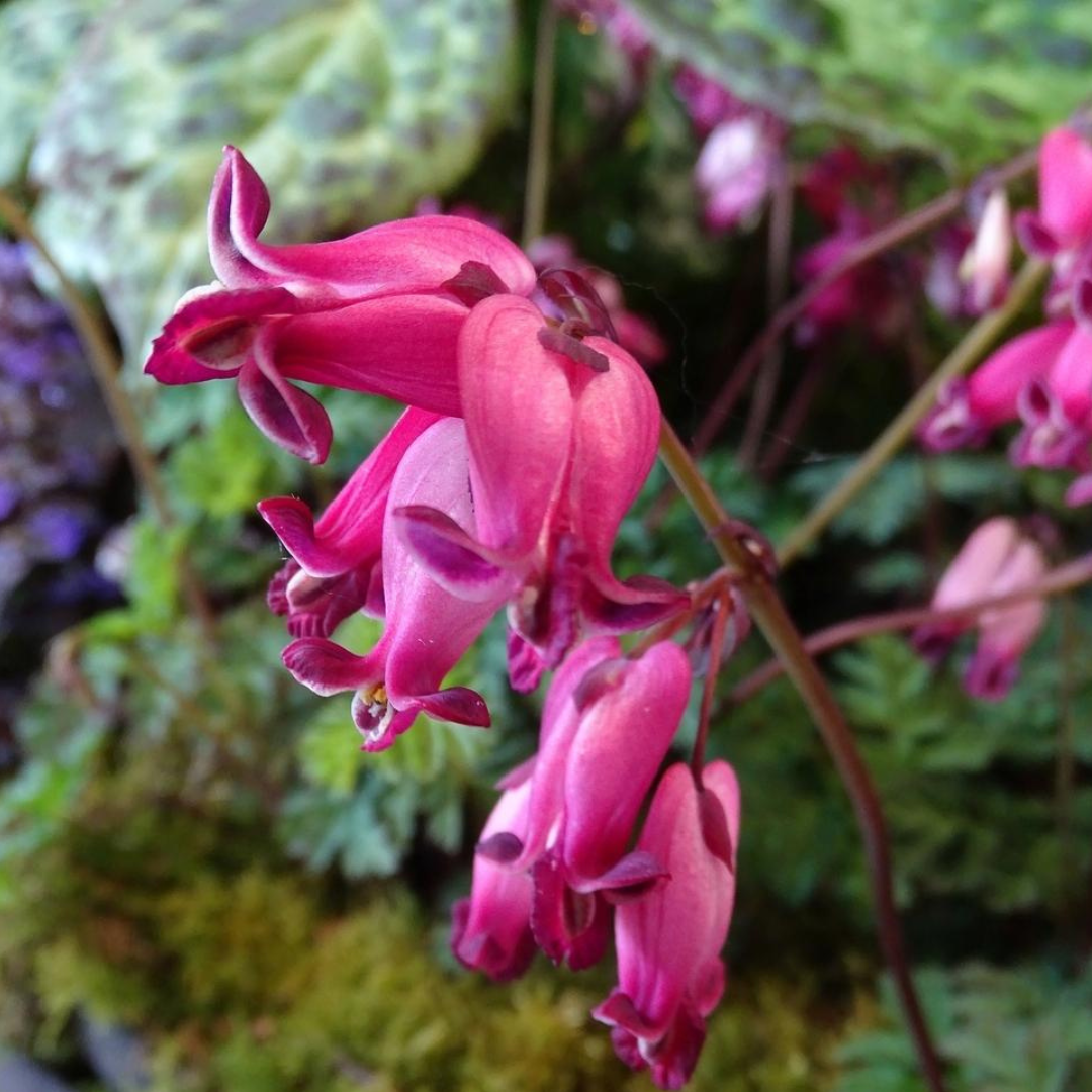 Dicentra hybrid 'Amore Rose'