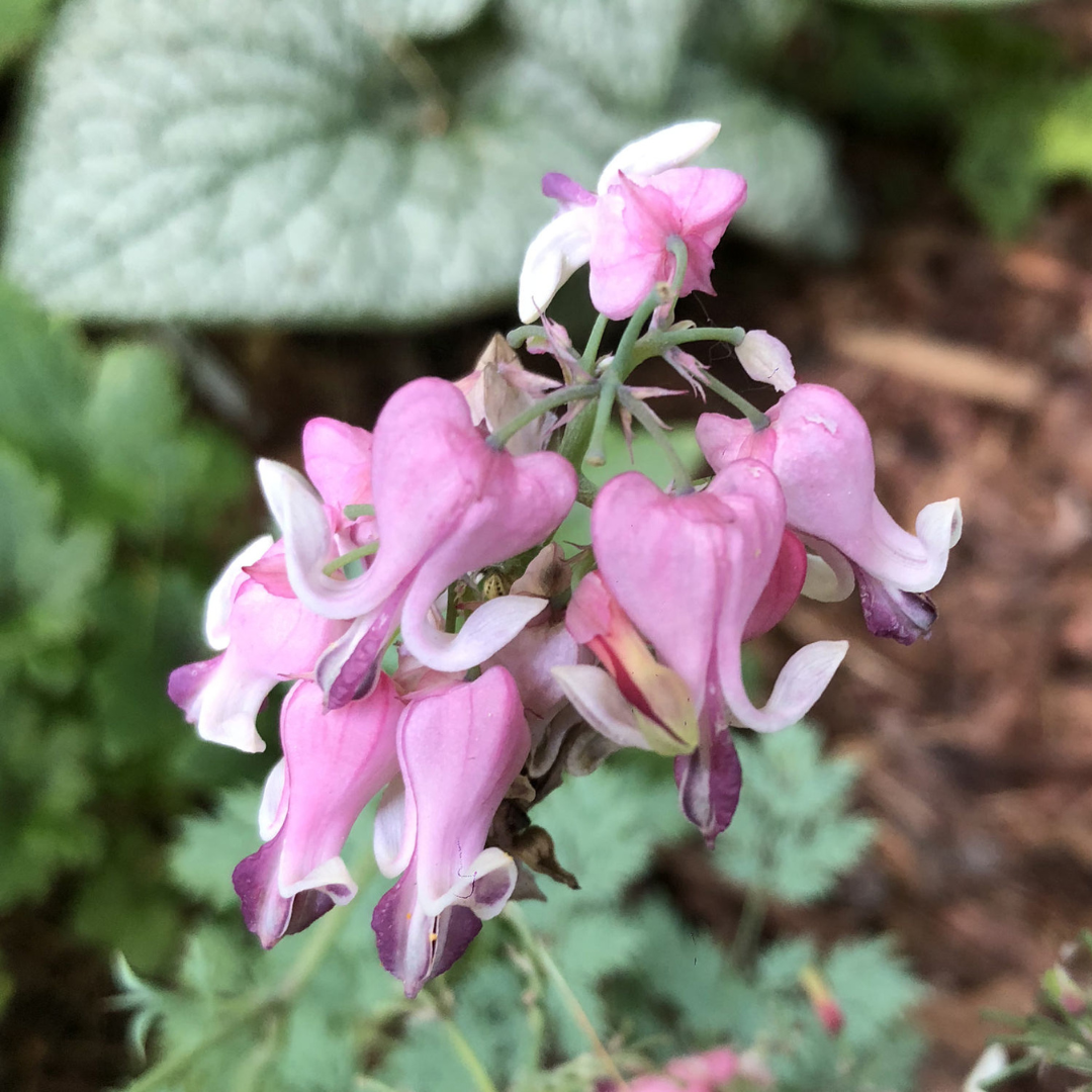 Dicentra hybrid 'Pink Diamonds'