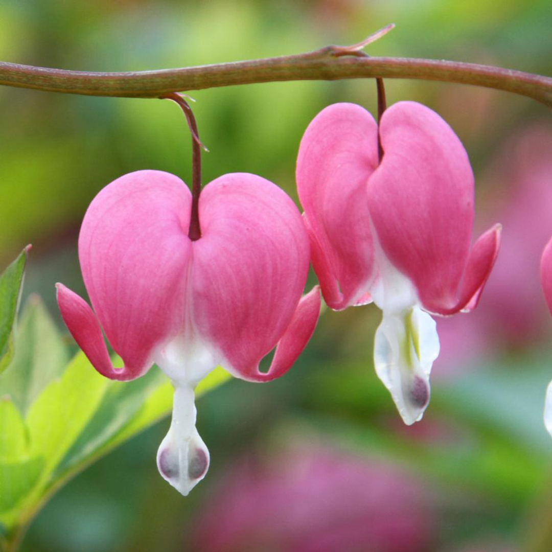 Dicentra spectabilis