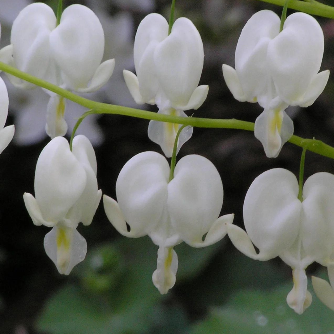 Dicentra spectabilis 'Alba'