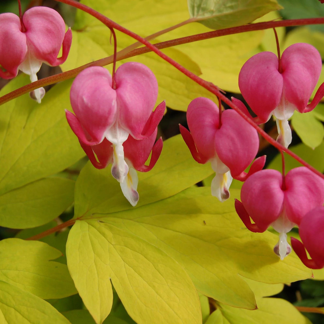 Dicentra spectabilis 'Gold Hearts'