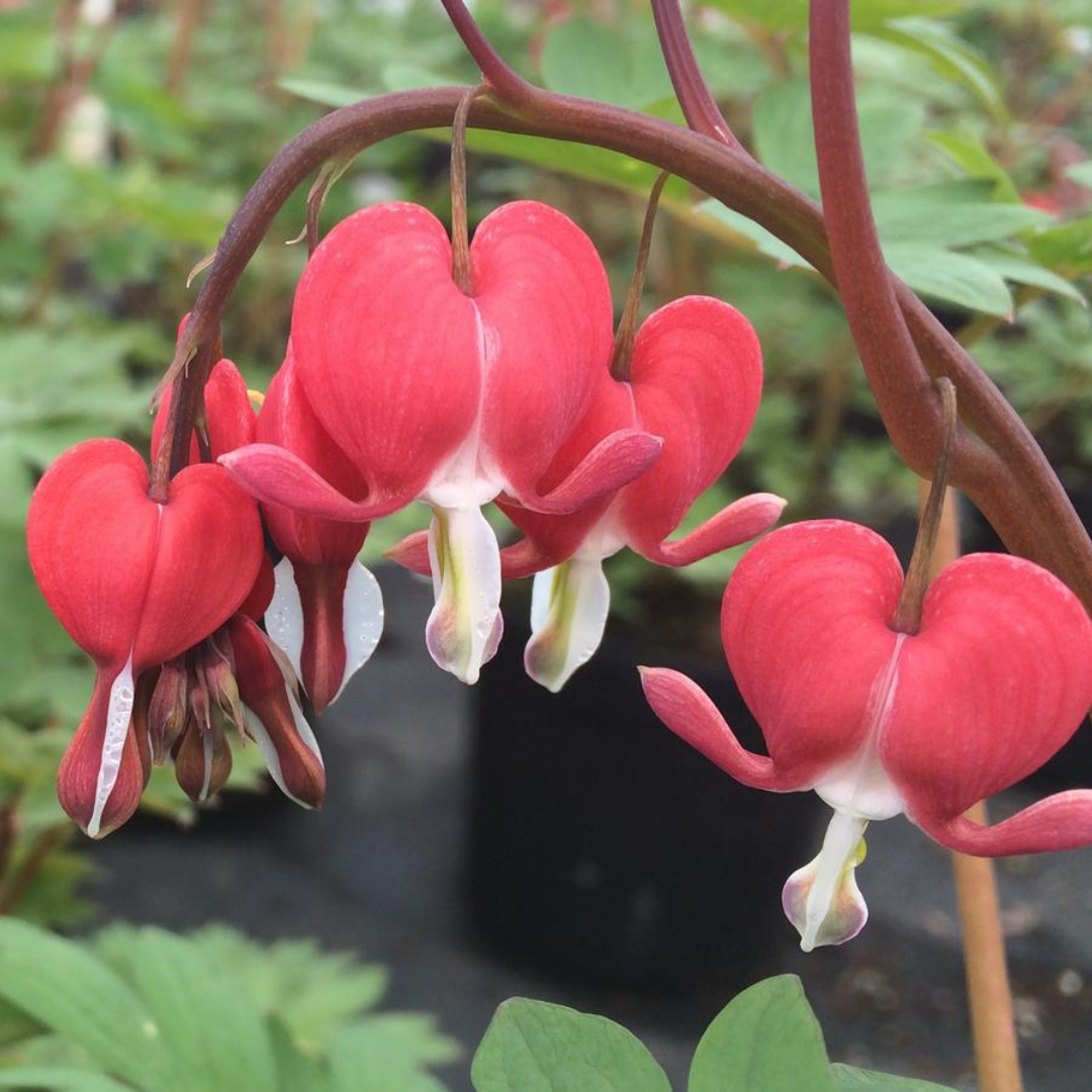 Dicentra spectabilis 'Valentine'