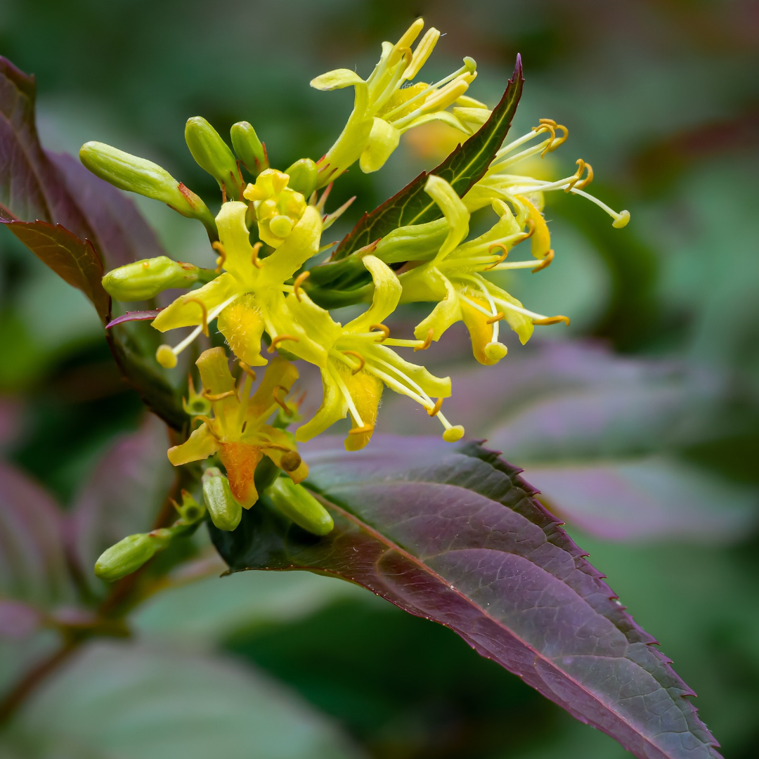 Diervilla lonicera