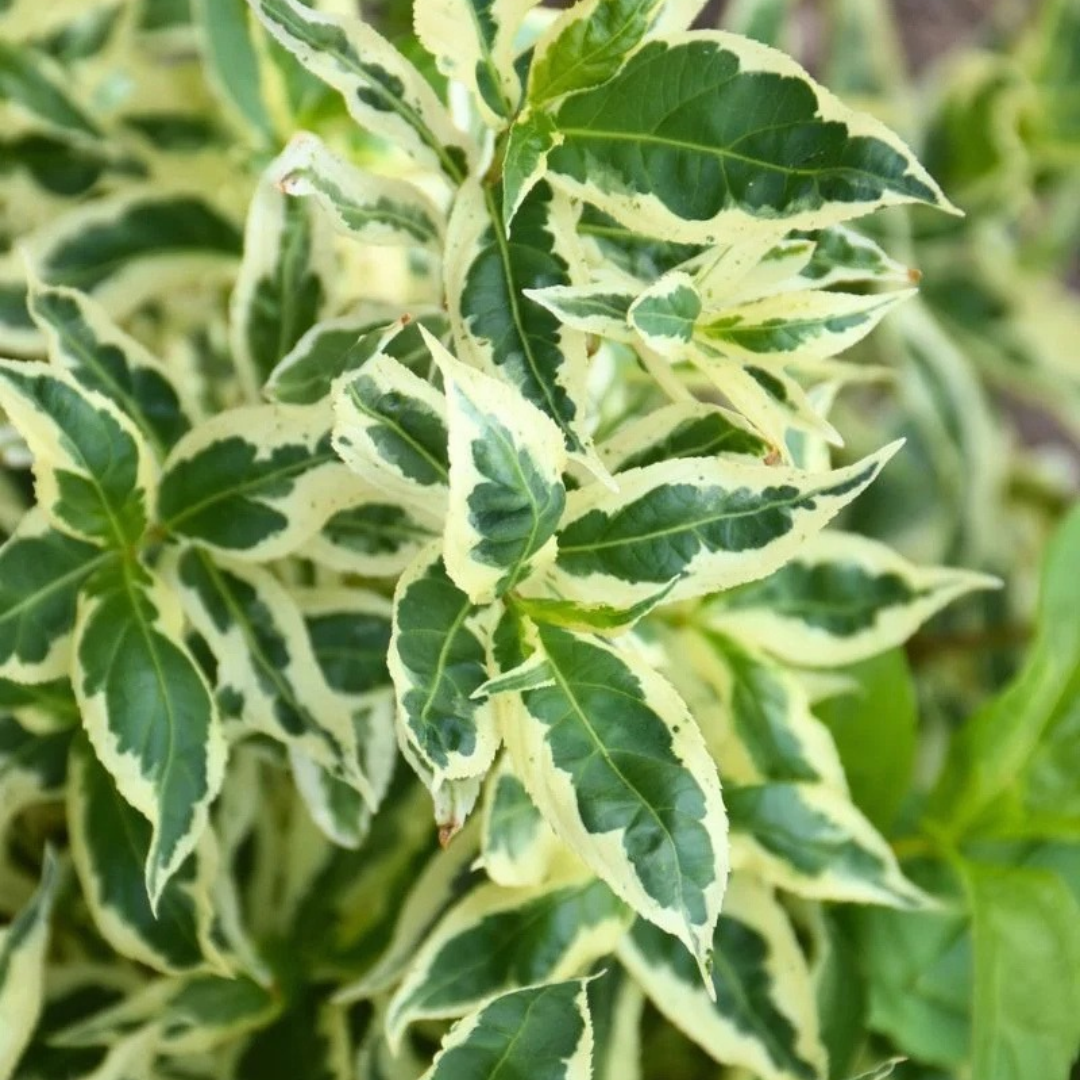Diervilla sessilifolia Cool Splash®