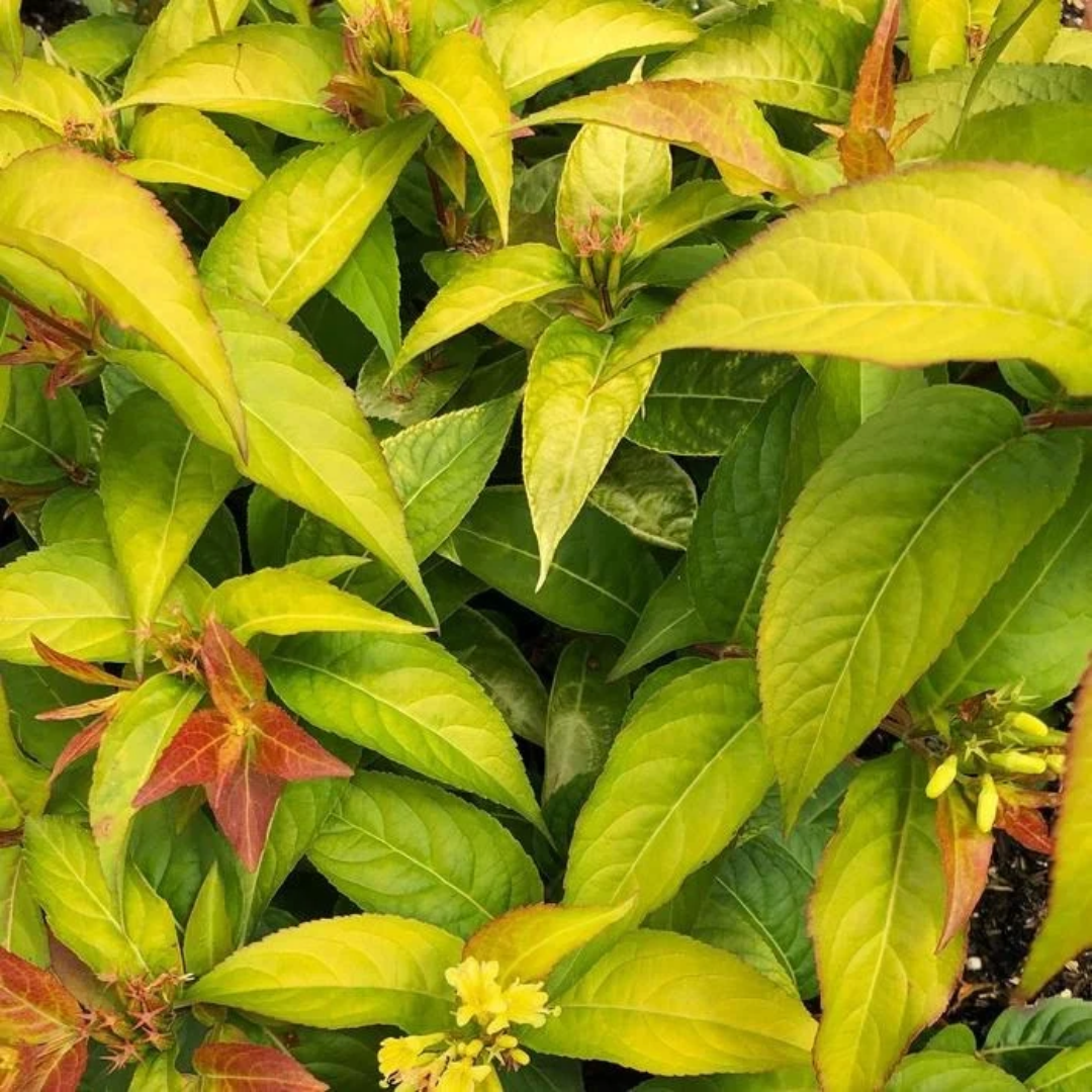 Diervilla splendens Firefly™