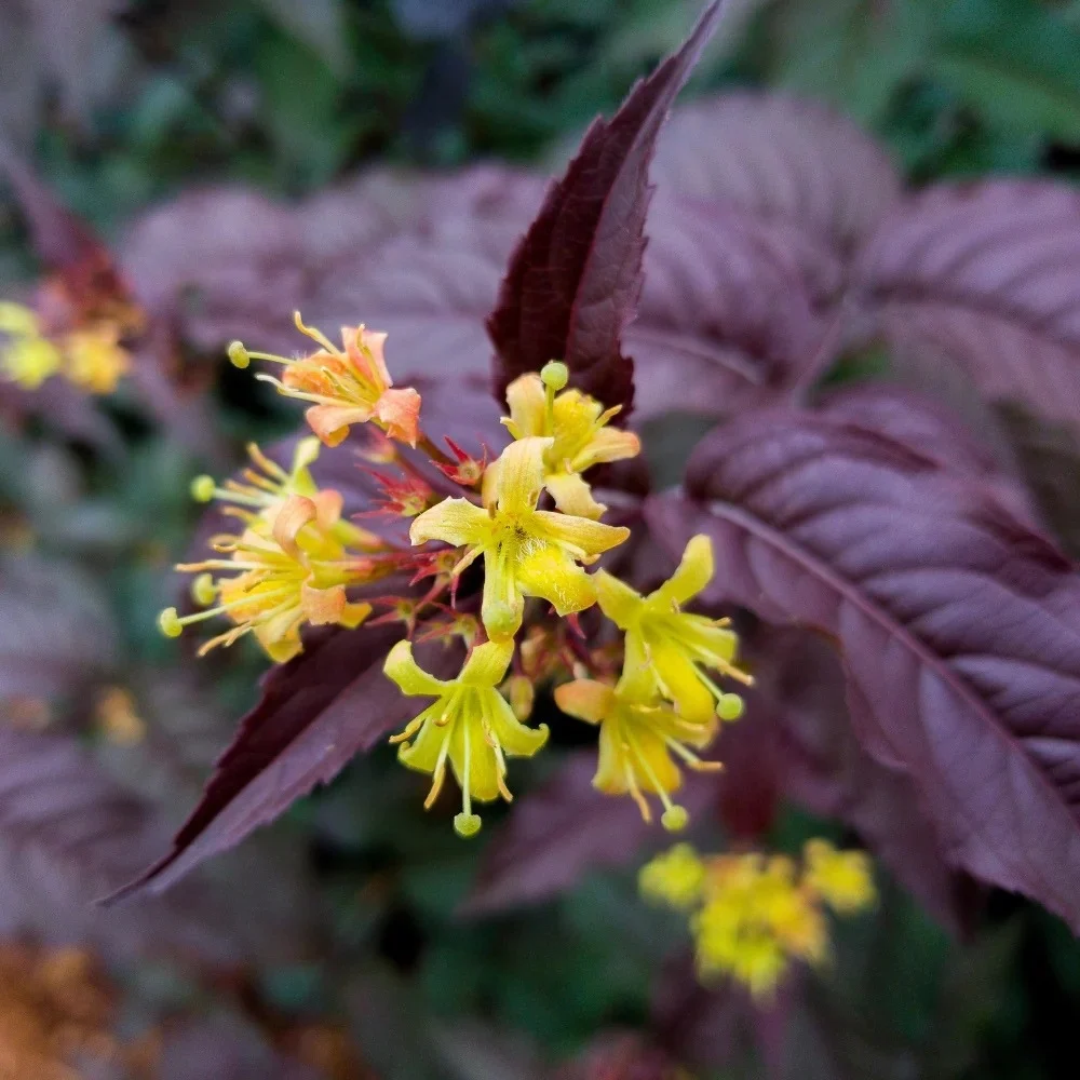 Diervilla splendens Nightglow®