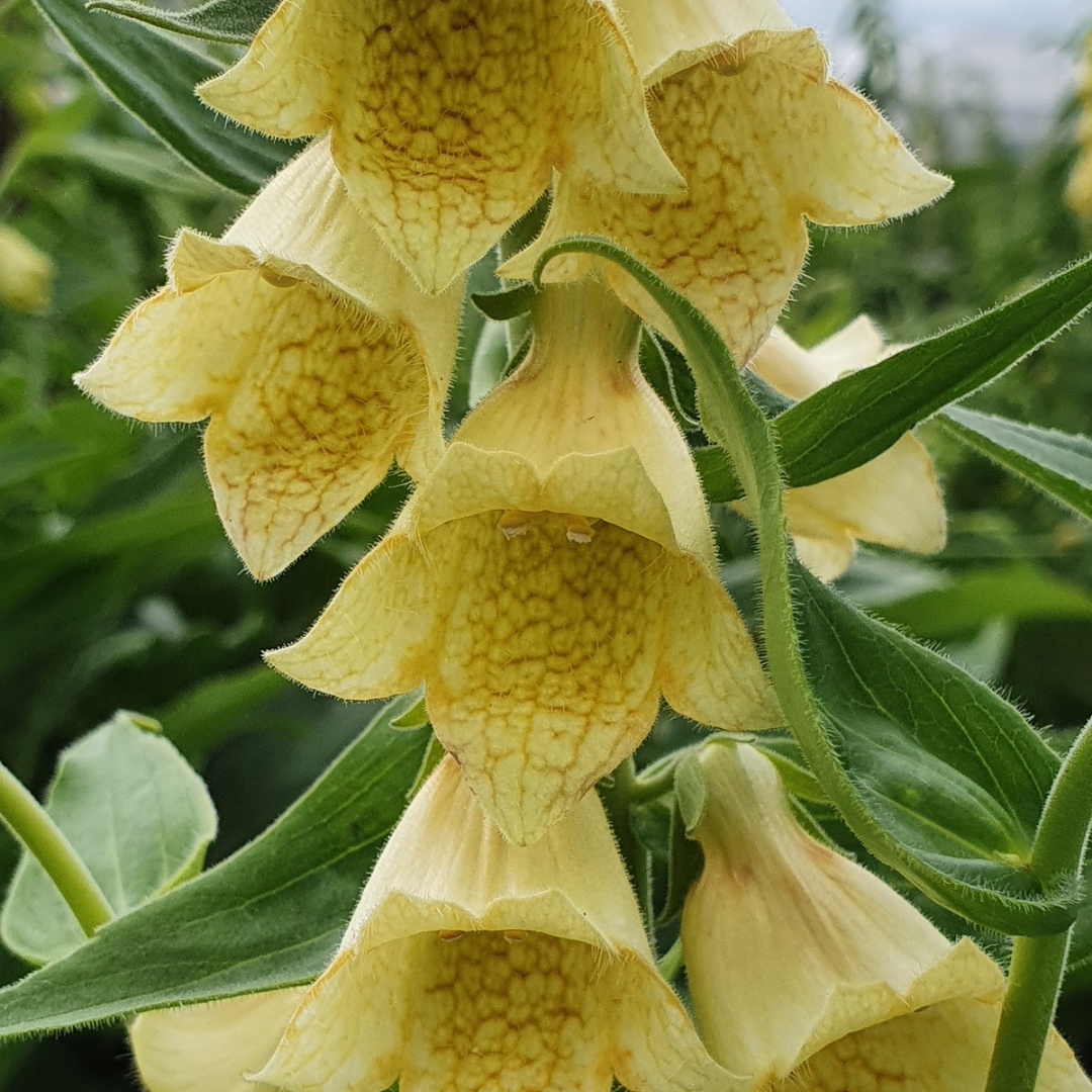 Digitalis grandiflora