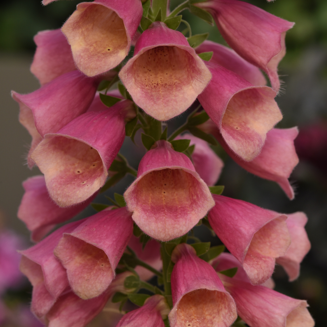 Digitalis hybrid 'Arctic Fox Rose'