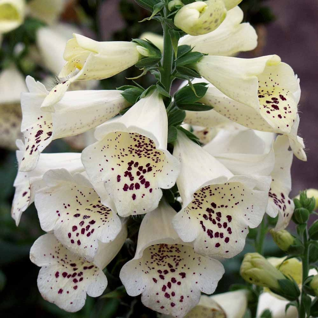 Digitalis purpurea 'Dalmatian Cream'