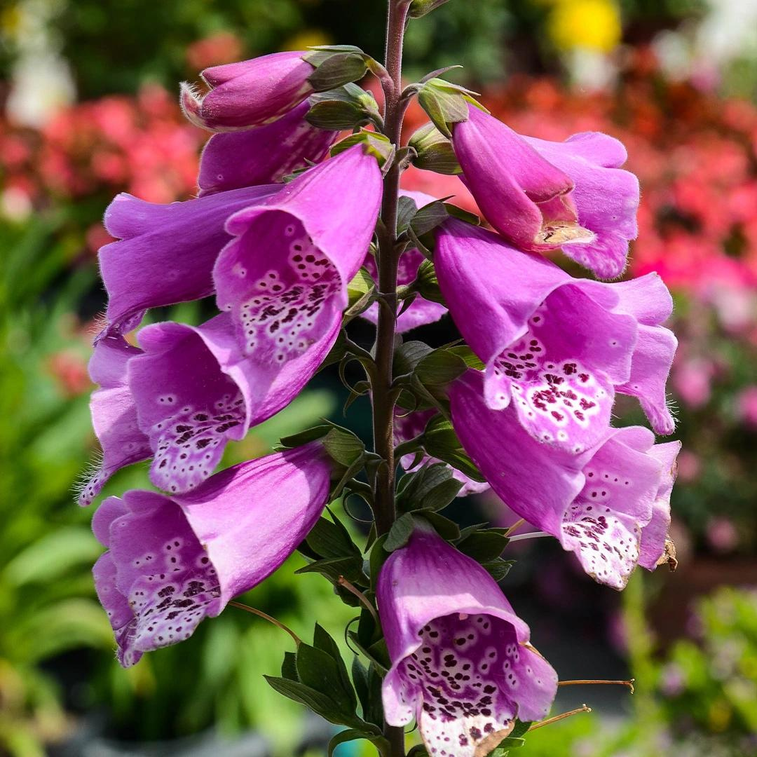 Digitalis purpurea 'Dalmatian Purple'