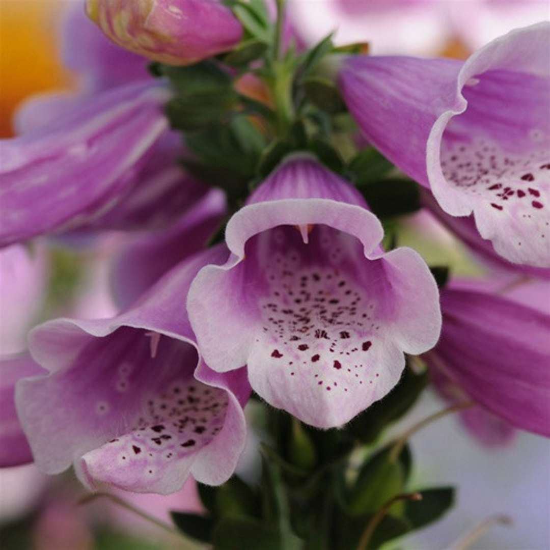 Digitalis purpurea 'Dalmatian Rose'