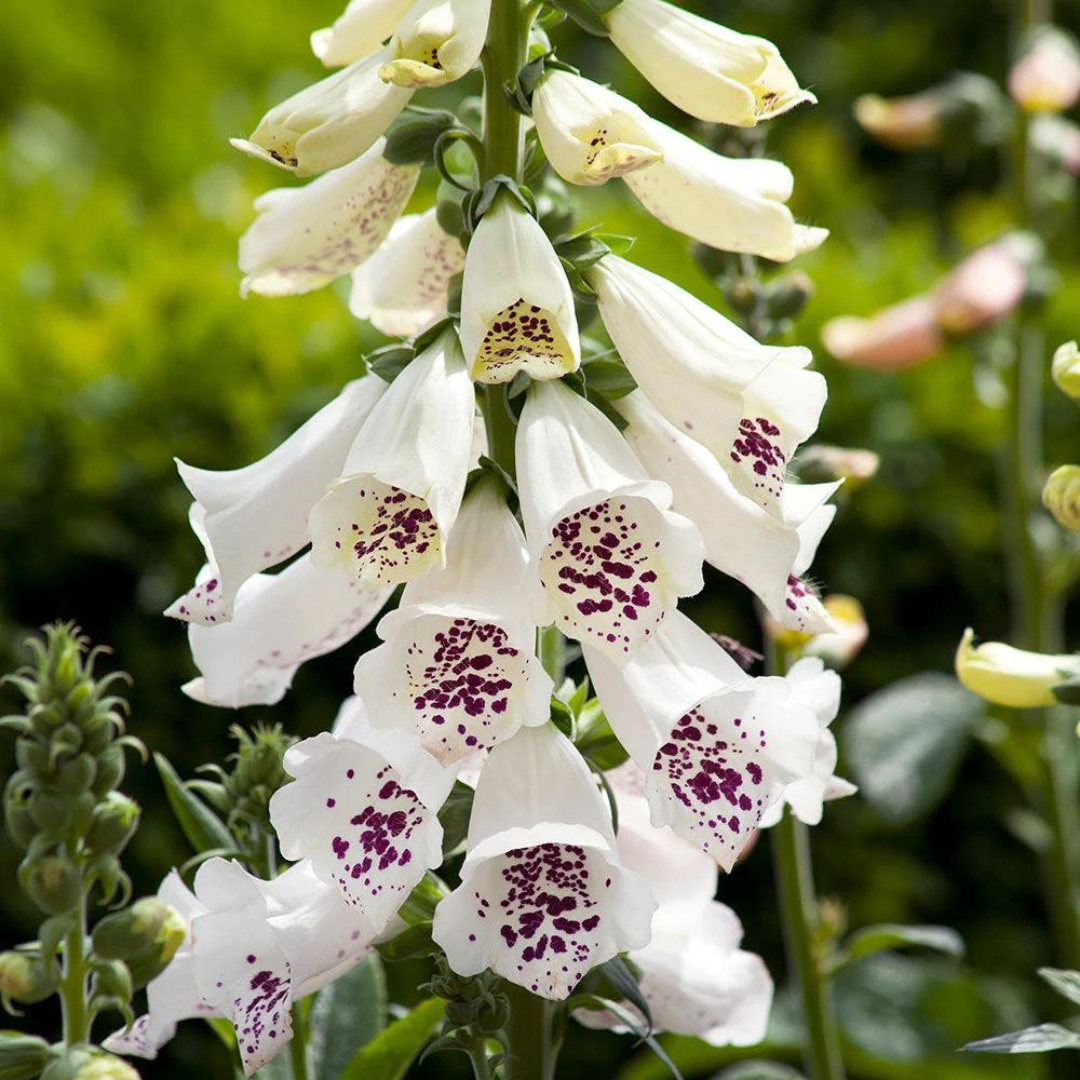 Digitalis purpurea 'Dalmatian White'