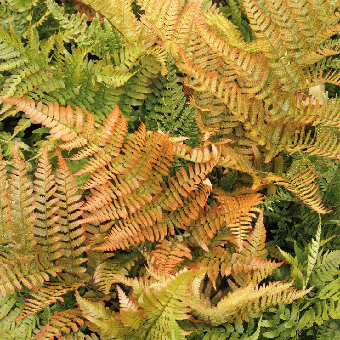 Dryopteris erythrosora 'Brilliance'
