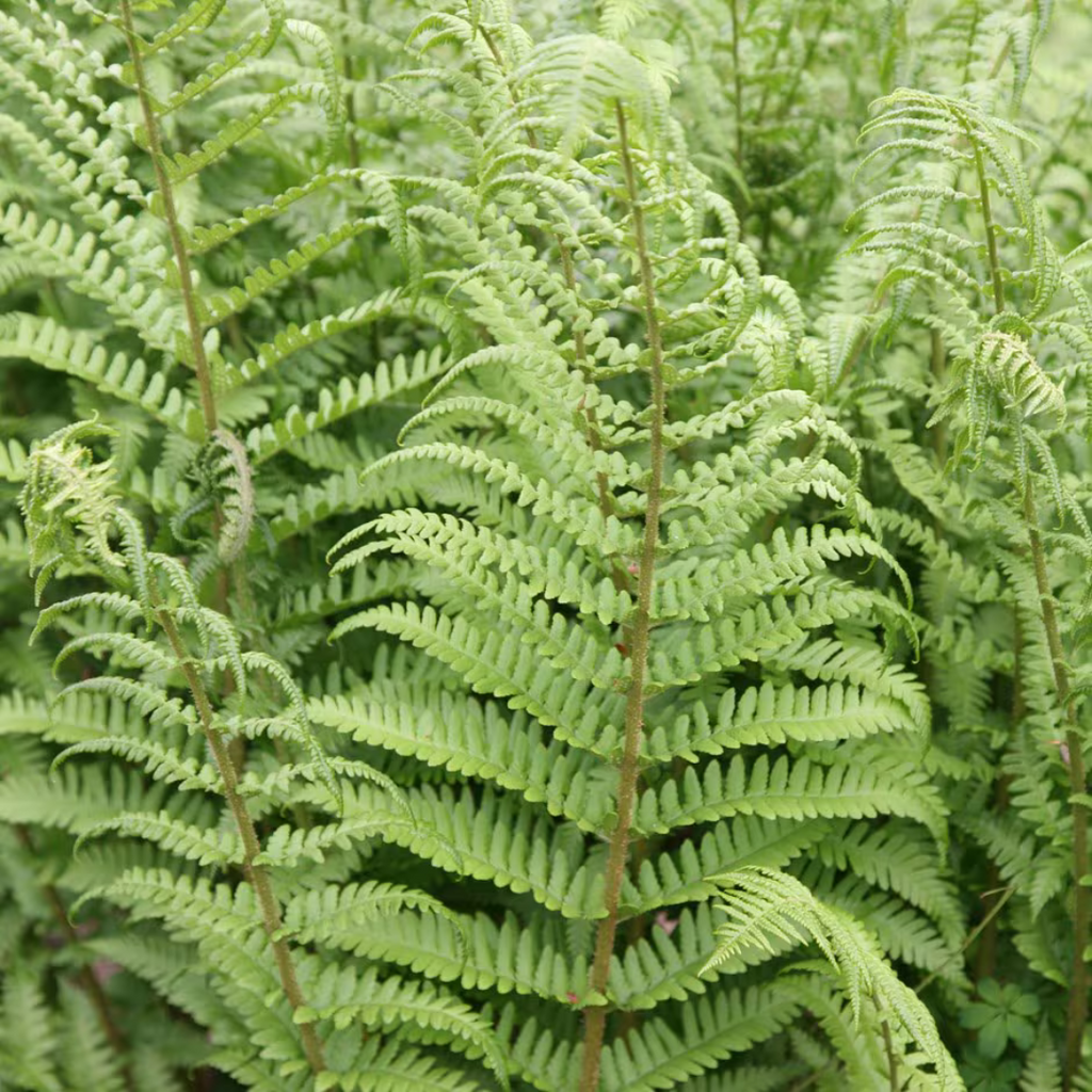 Shop Dryopteris 'Male Fern' | Ontario Grown Fern
