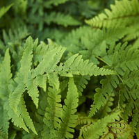 Dryopteris 'Eastern Wood Fern'
