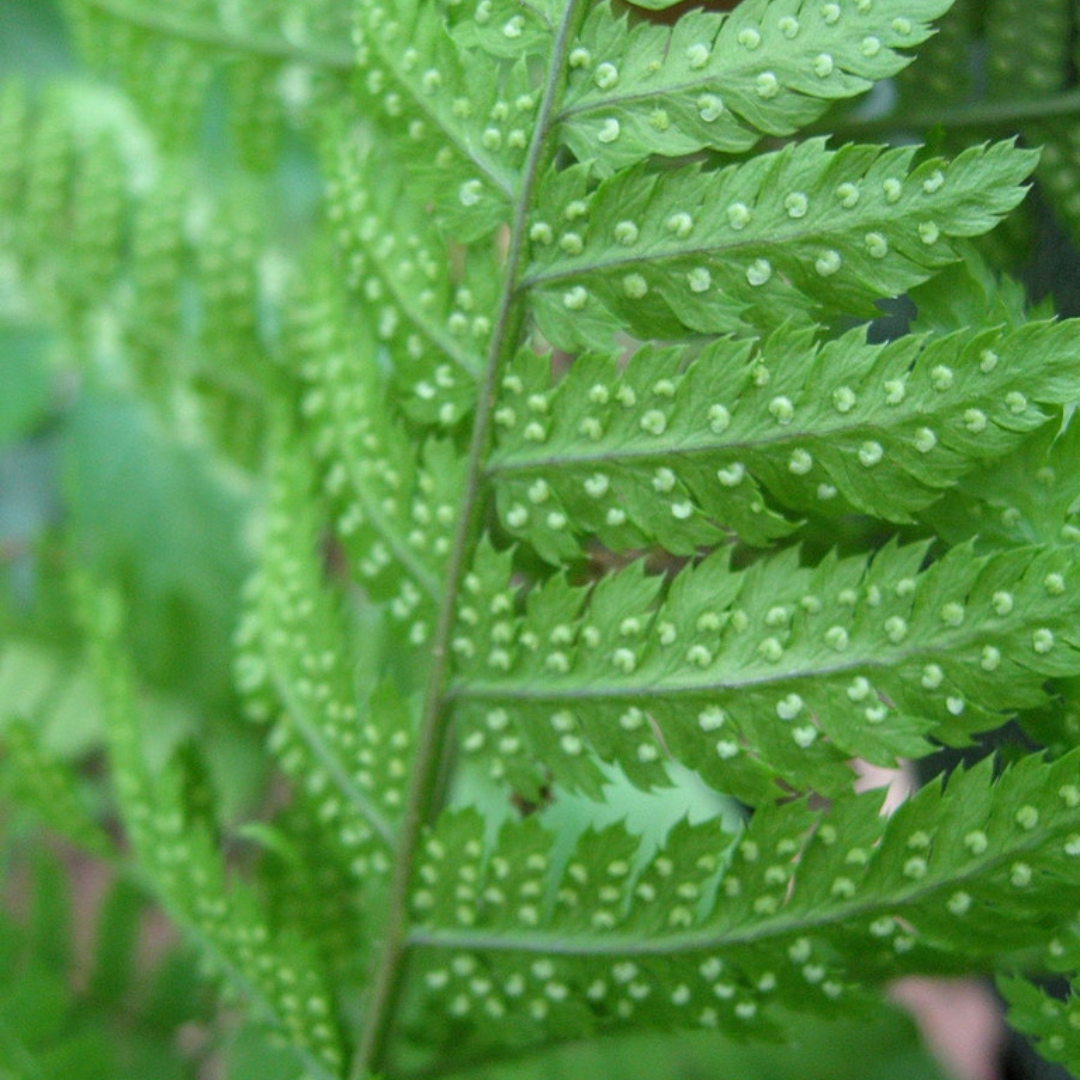 Dryopteris spinulosa 'Toothed Wood Fern'