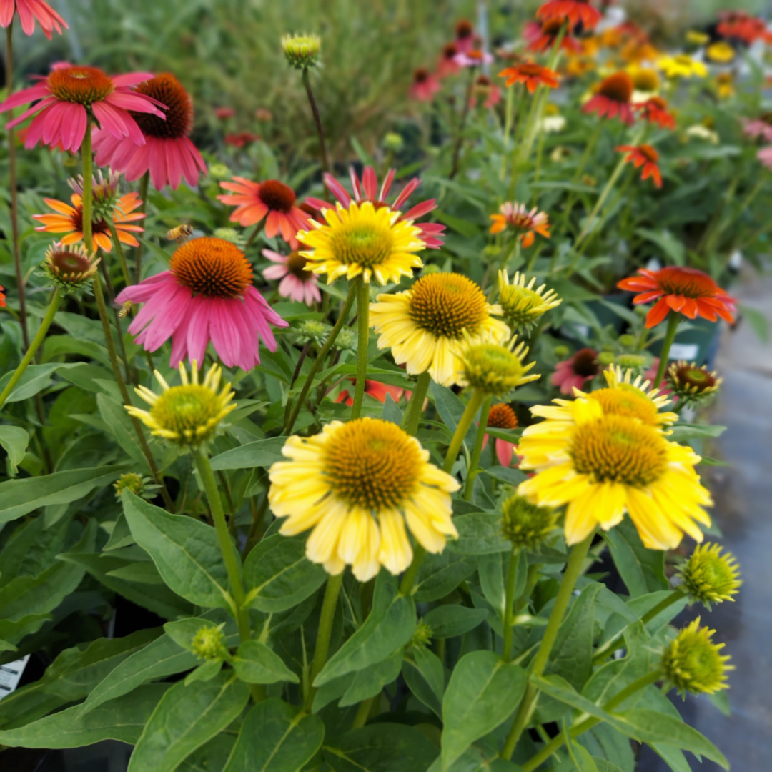 Echinacea hybrid 'Cheyenne Spirit'