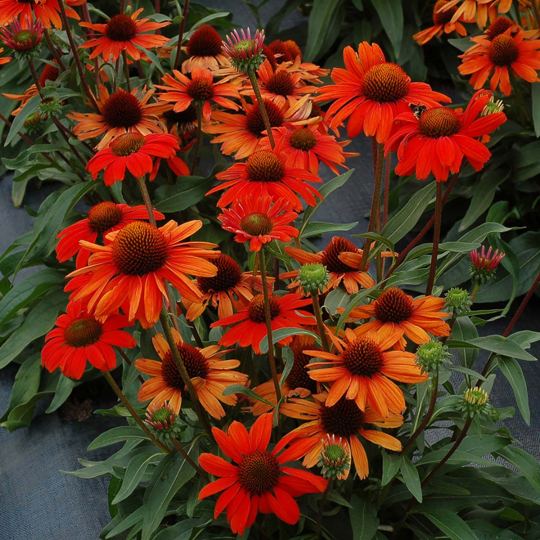 Echinacea hybrid 'Kismet Intense Orange'