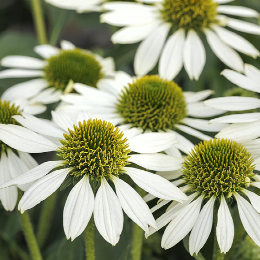 Echinacea hybrid 'Kismet White'