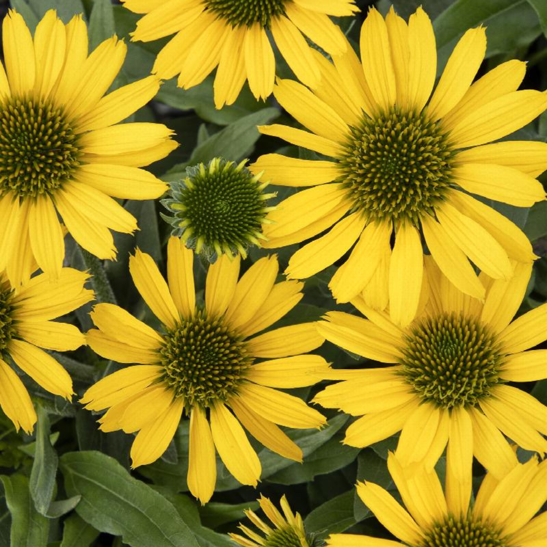 Echinacea hybrid 'Kismet Yellow'