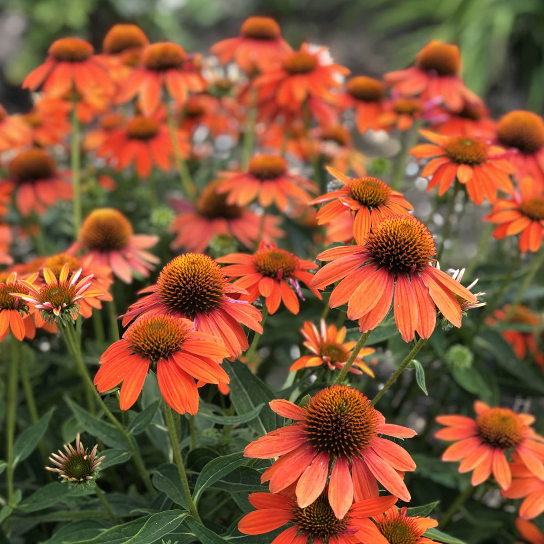 Echinacea hybrid 'Sombrero Adobe Orange'