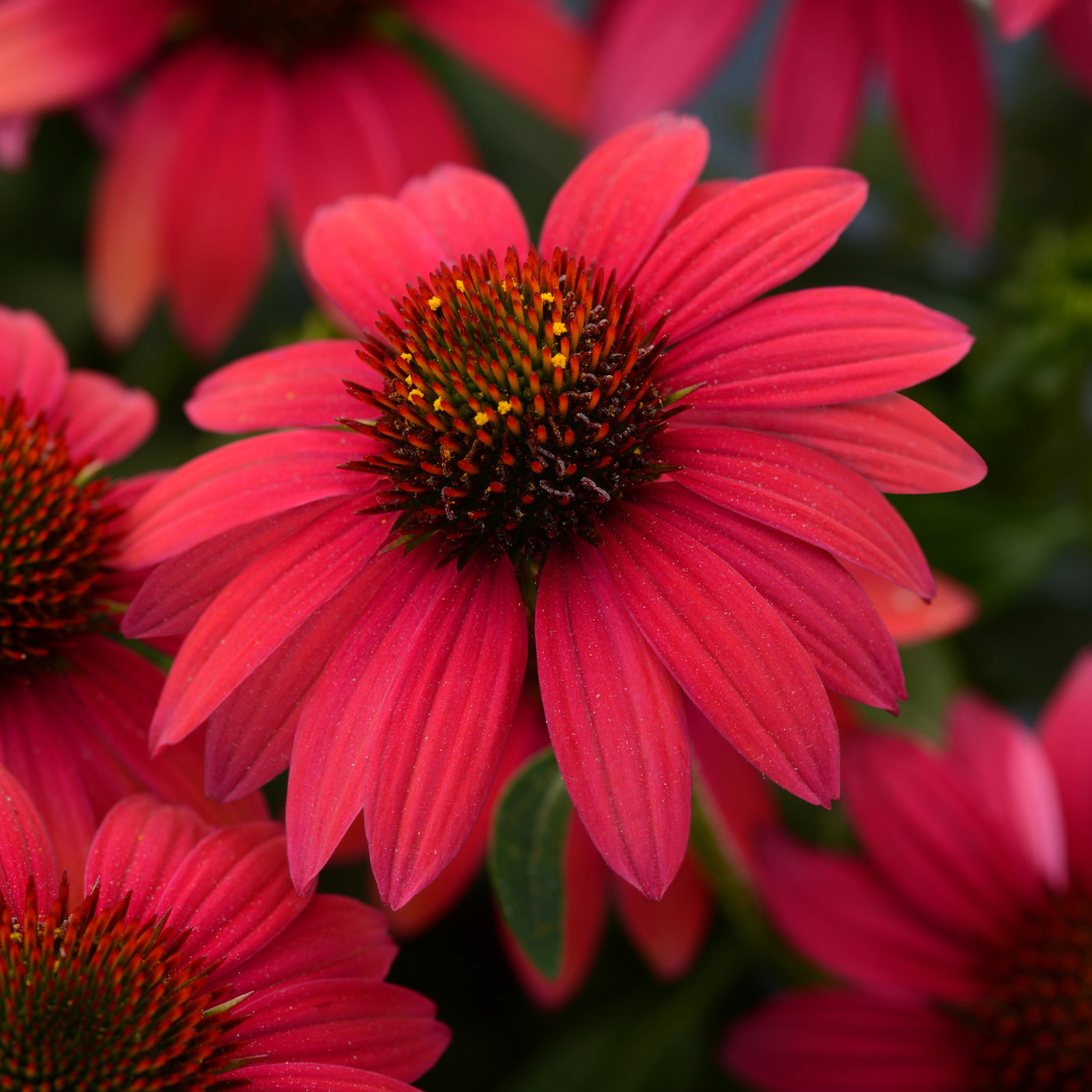 Echinacea hybrid 'Sombrero Baja Burgundy'