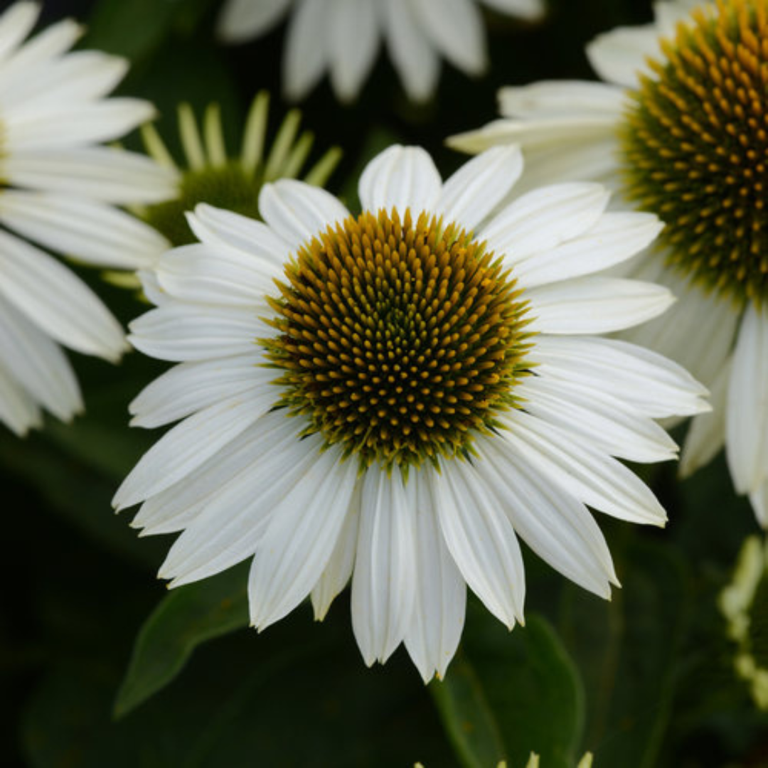 Echinacea hybrid 'Sombrero Blanco'