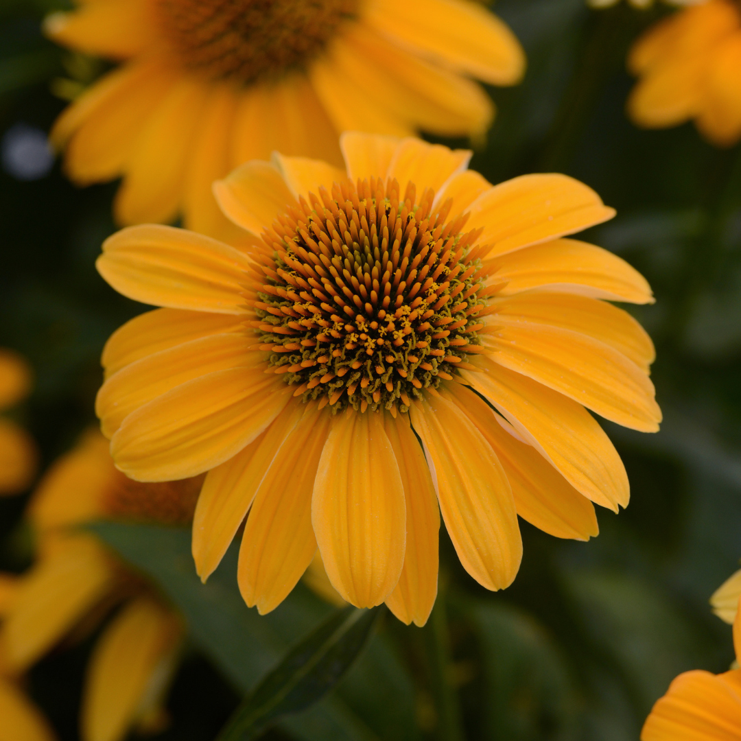 Echinacea hybrid 'Sombrero Granada Gold'