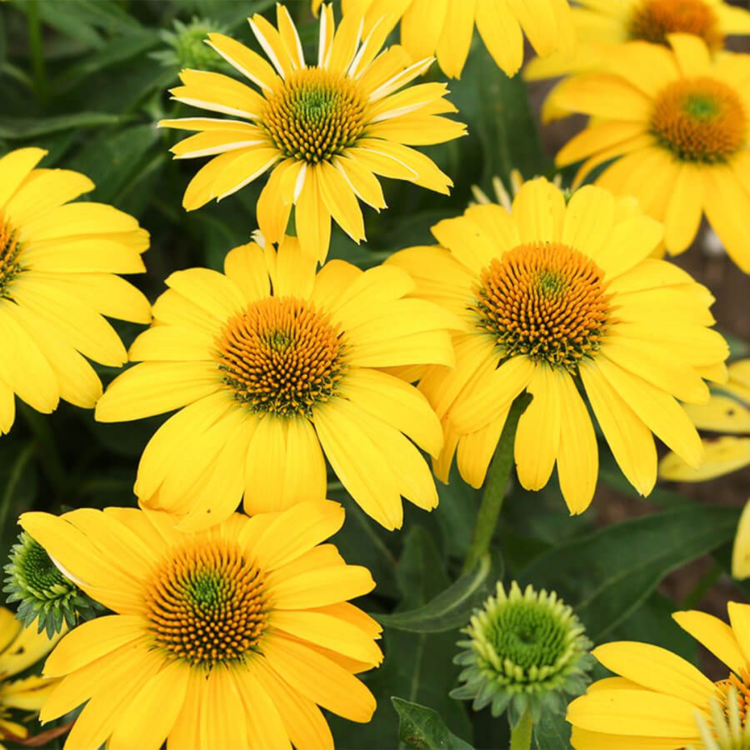 Echinacea hybrid 'Sombrero Lemon Yellow Improved'