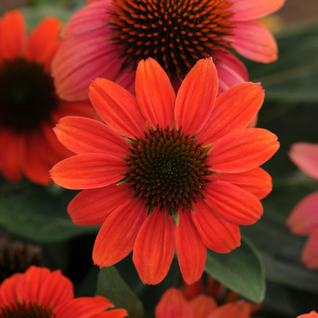 Echinacea hybrid 'Sombrero Poco Hot Coral'