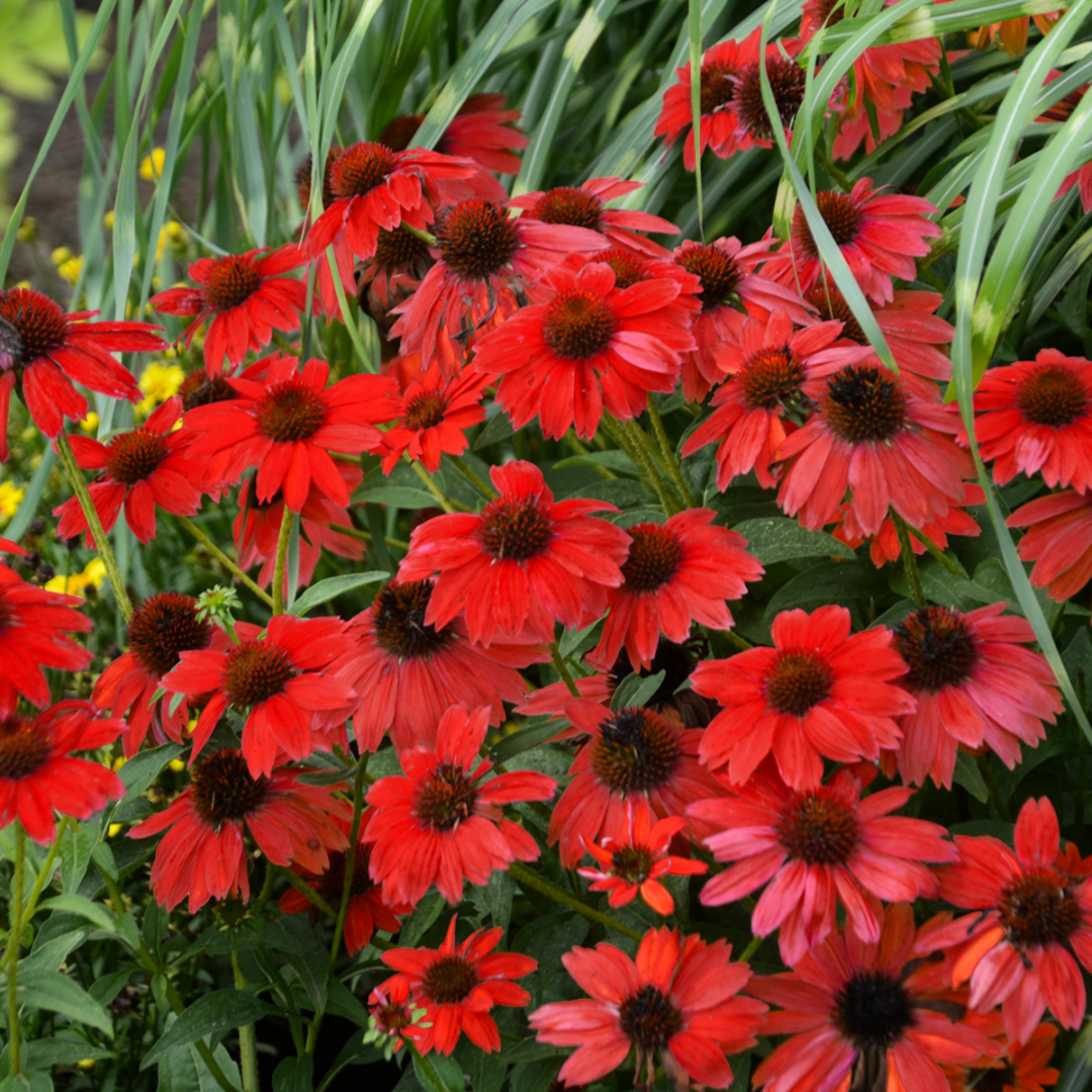 Echinacea hybrid 'Sombrero Salsa Red'