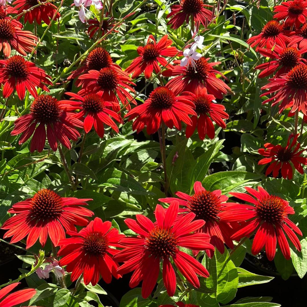 Echinacea hybrid 'Sombrero Sangrita'