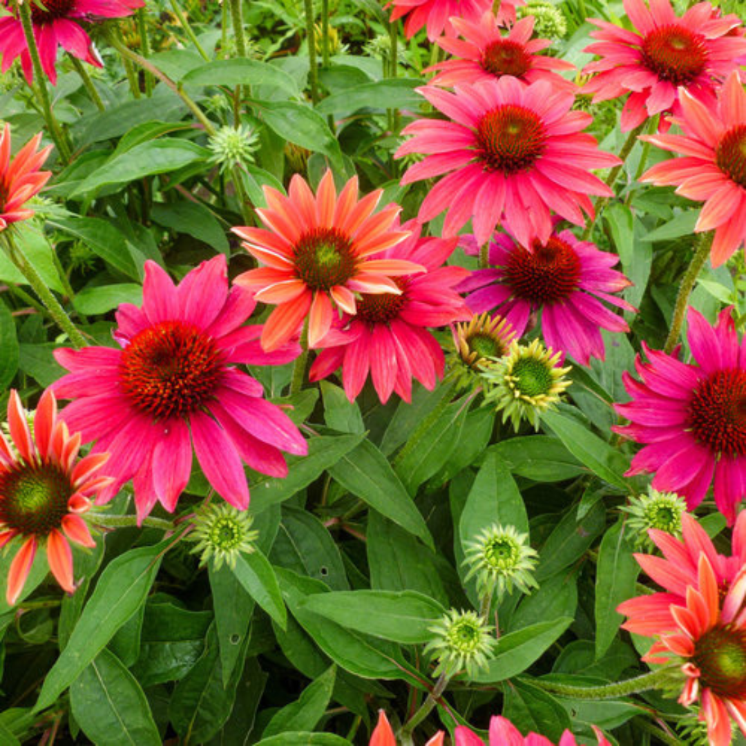 Echinacea hybrid 'Sombrero Tres Amigo'