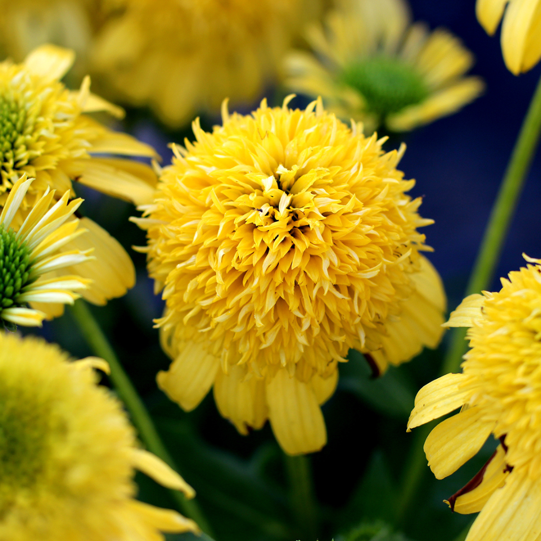 Echinacea hybrid 'Sunny Days Lemon'