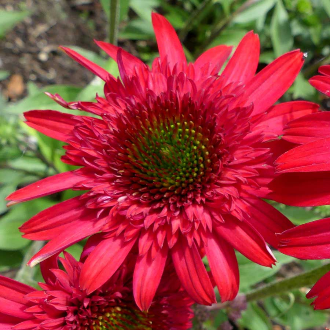 Echinacea hybrid 'Sunny Days Ruby'