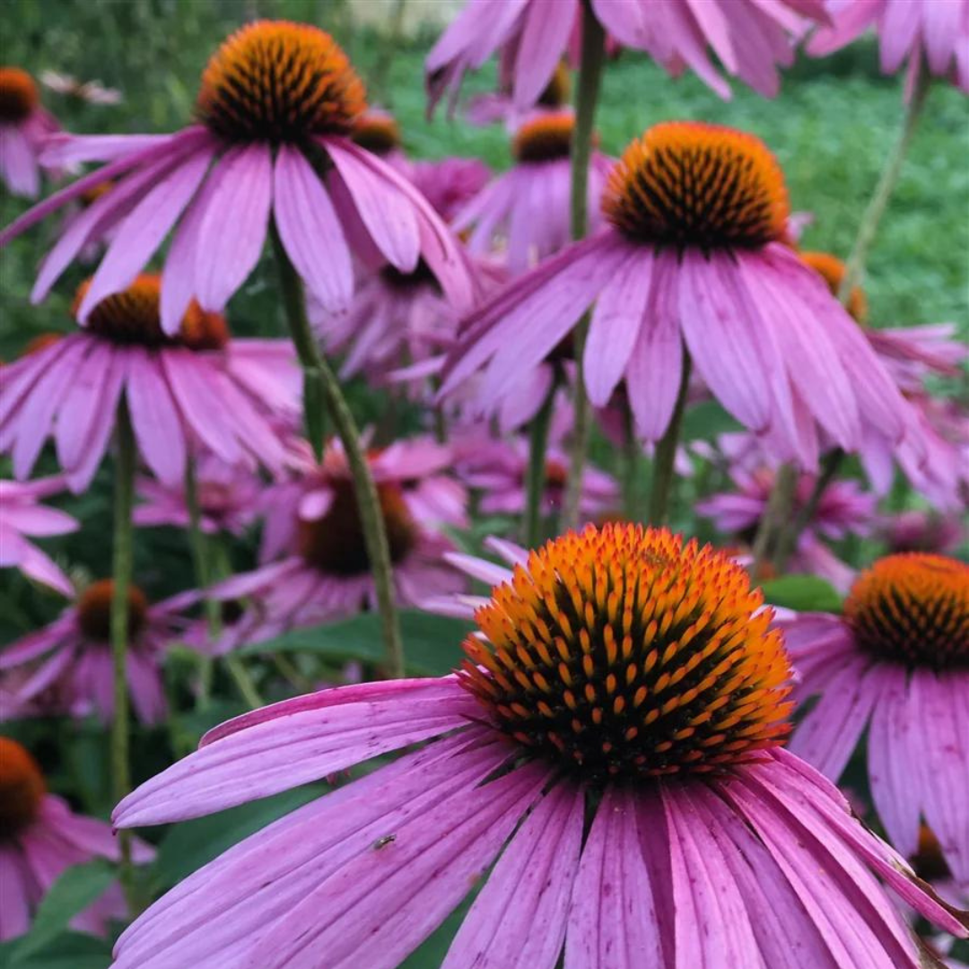 Echinacea purpurea