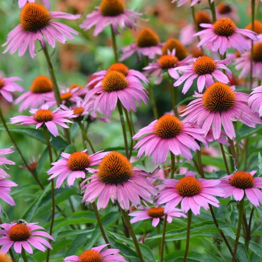 Echinacea purpurea 'Magnus'