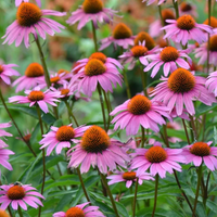 Echinacea 'Magnus'