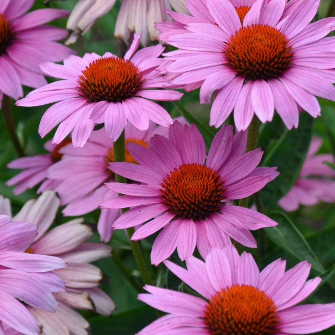 Echinacea purpurea 'Magnus Superior'