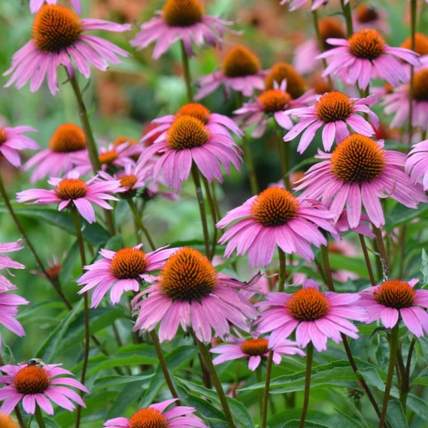 Buy Echinacea Magnus Unrivaled Perennials Black Sheep Perennials