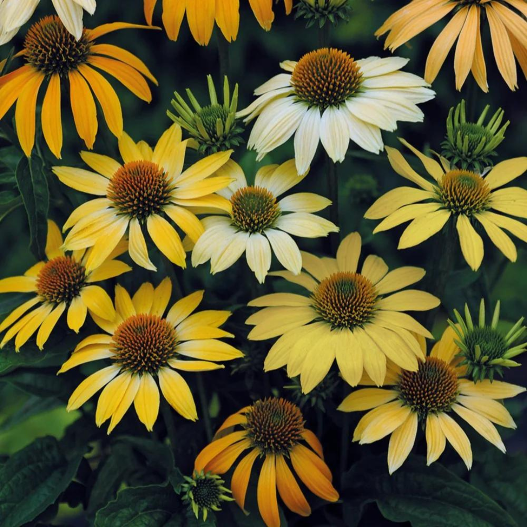 Echinacea purpurea 'Mellow Yellows'