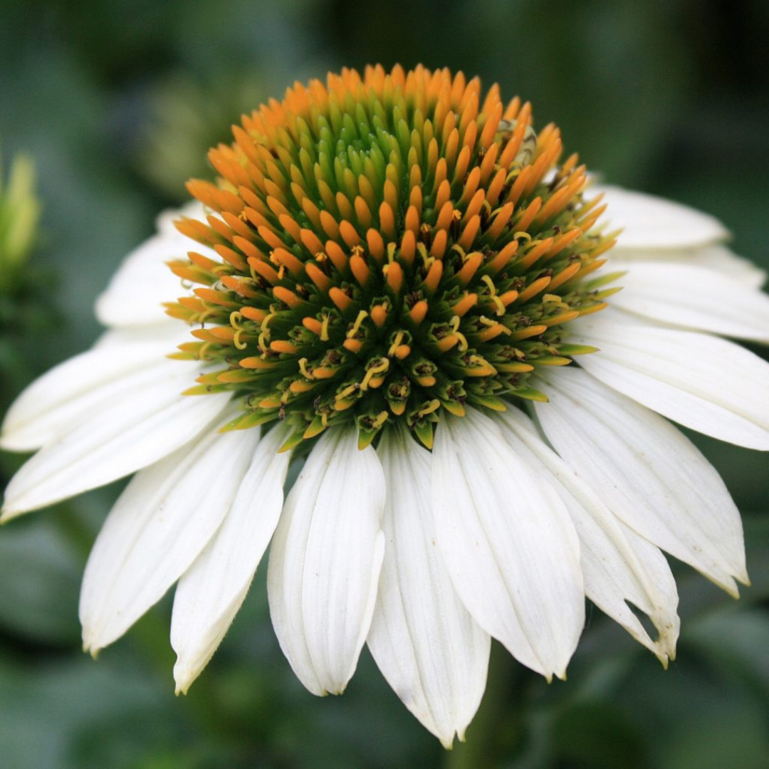 Echinacea purpurea 'PowWow White'